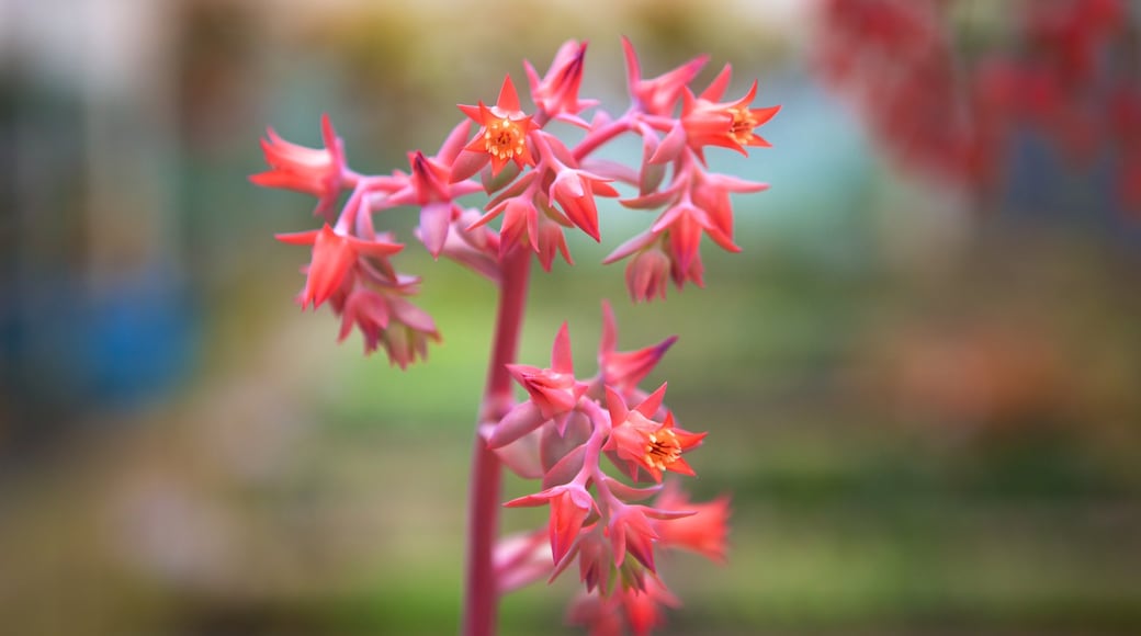 Le Jardin 薰衣草公園 设有 花卉