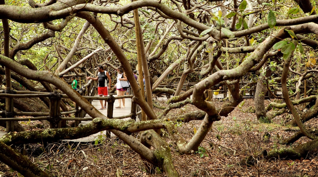 Pirangi Cashew Tree showing mangroves