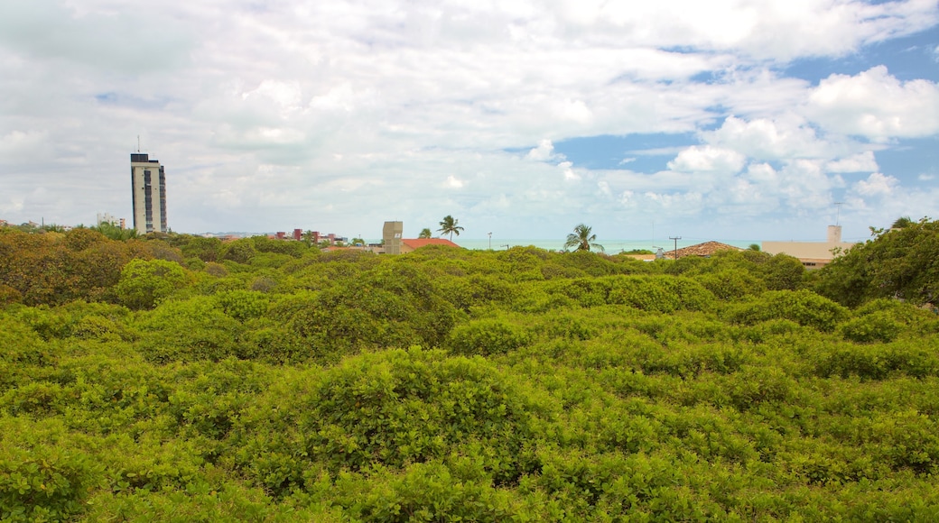 Pirangi Cashew Tree showing forests