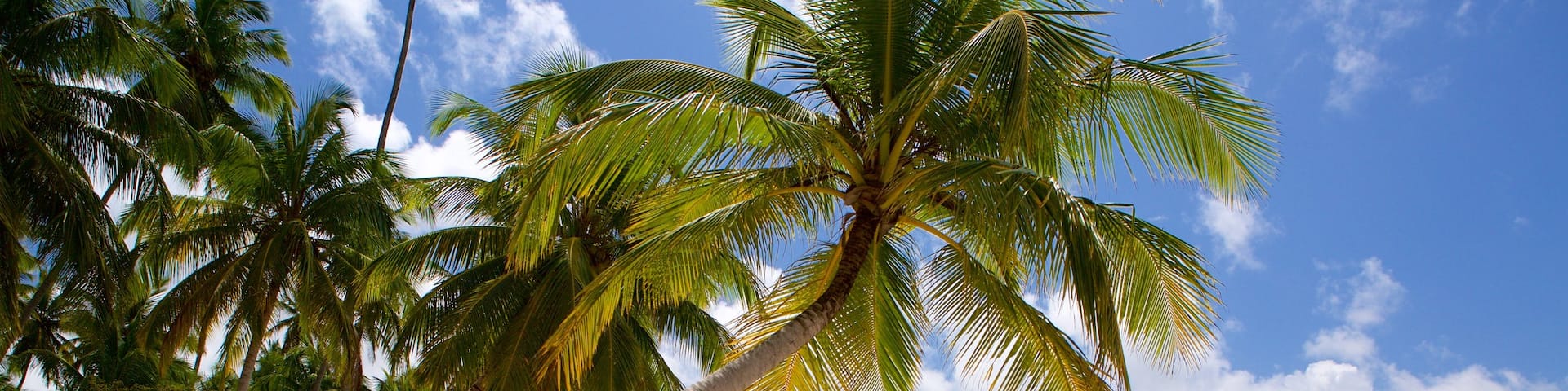 Tamandare which includes tropical scenes, a beach and general coastal views