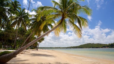 Tamandare che include spiaggia, vista della costa e paesaggio tropicale