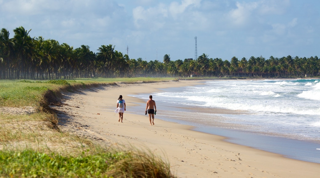 Maracaipe Beach featuring tropical scenes, a beach and general coastal views