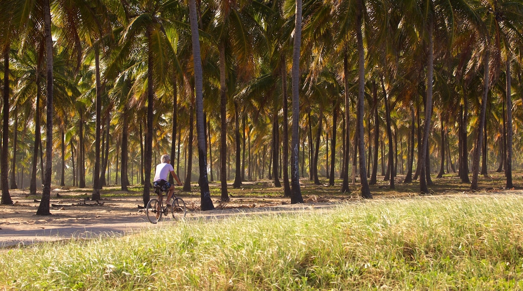 Maracaipe Beach showing cycling as well as an individual male