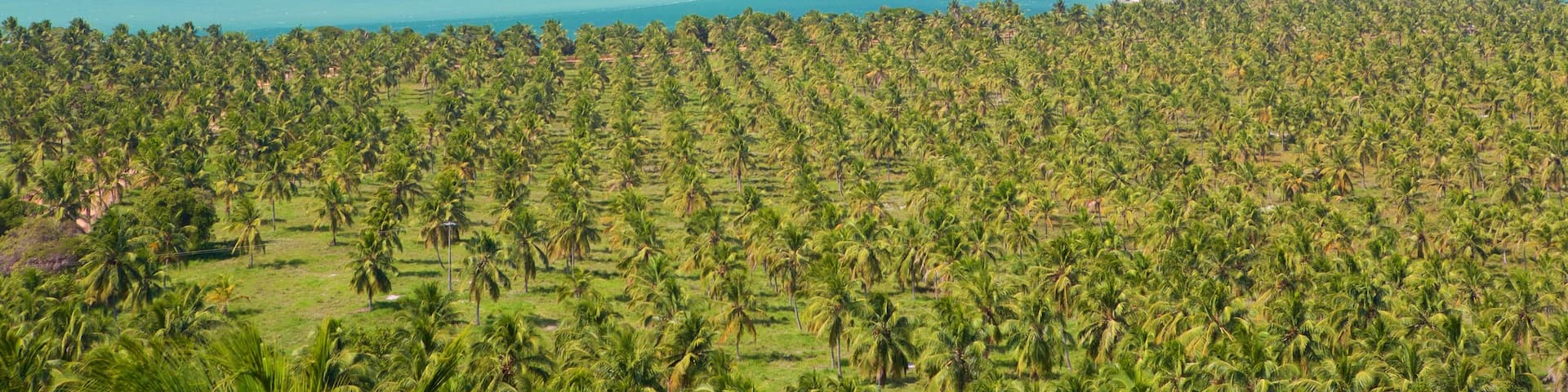 Maceio showing general coastal views, tropical scenes and a bay or harbor