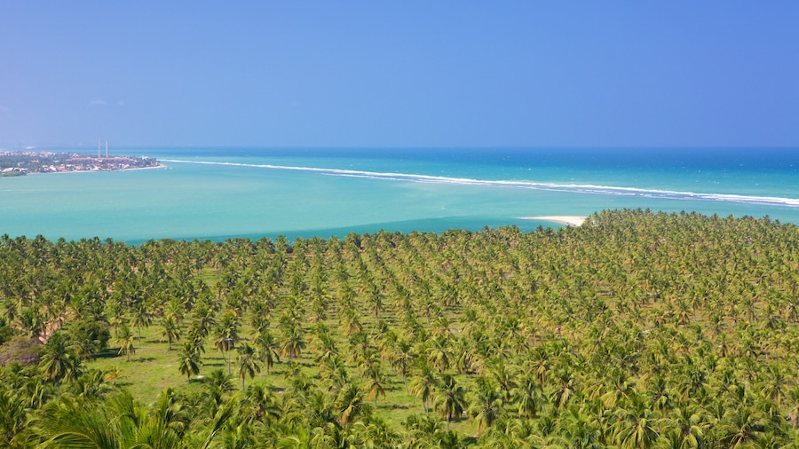 Maceio featuring tropical scenes, a bay or harbour and general coastal views