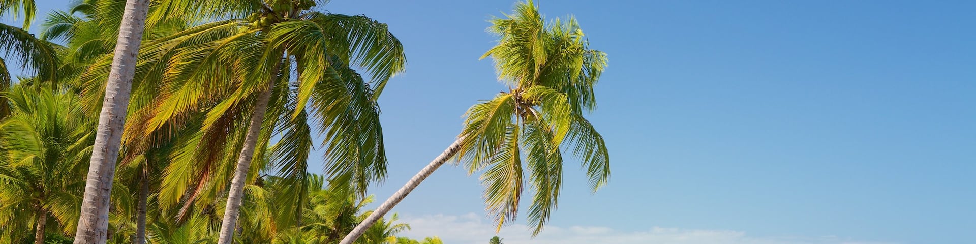 Plage de Ipioca montrant scĂšnes tropicales, vues littorales et plage de sable