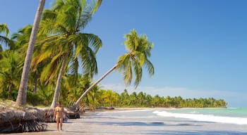 Maceio which includes tropical scenes, a sandy beach and general coastal views