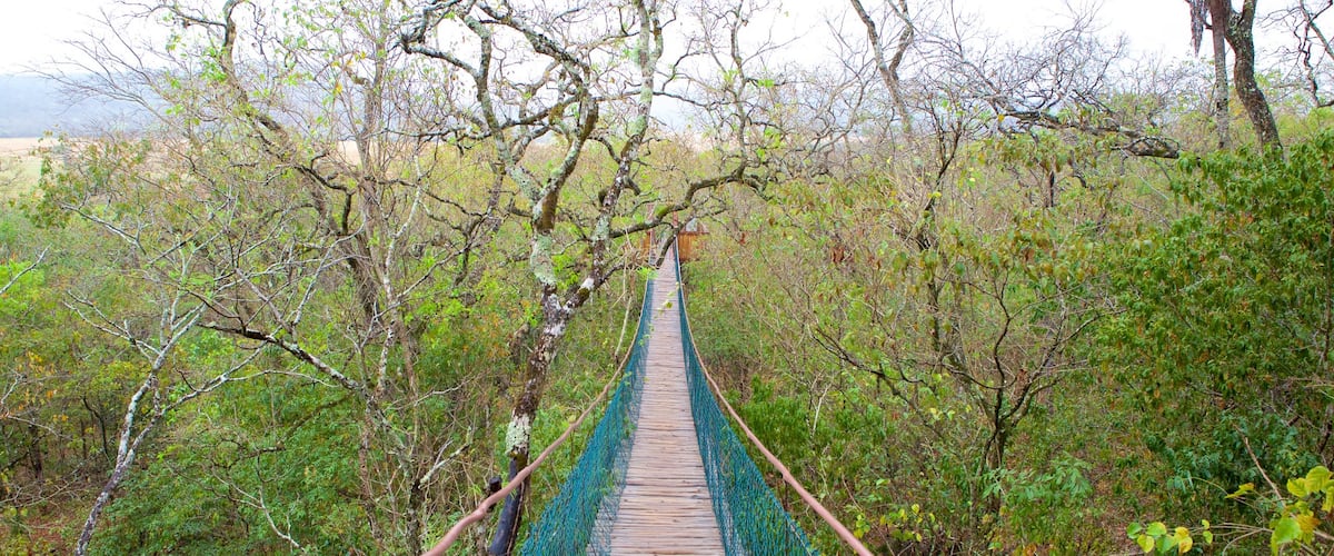 Sao Miguel Cave showing a suspension bridge or treetop walkway