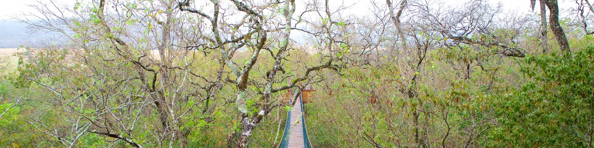 Sao Miguel Cave featuring a suspension bridge or treetop walkway
