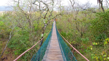 Gruta de São Miguel mostrando un puente colgante o pasarela en las copas de los árboles
