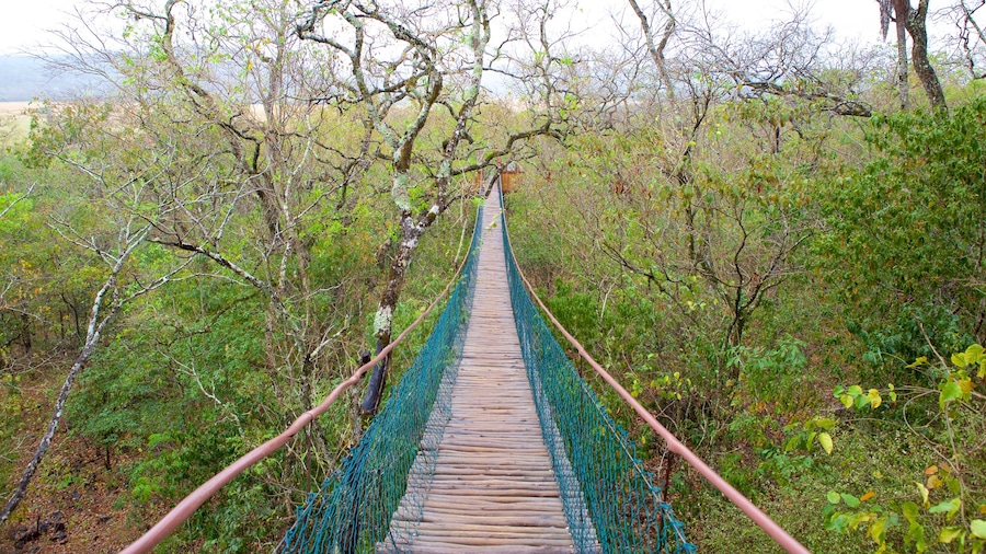 Sao Miguel Cave featuring a suspension bridge or treetop walkway