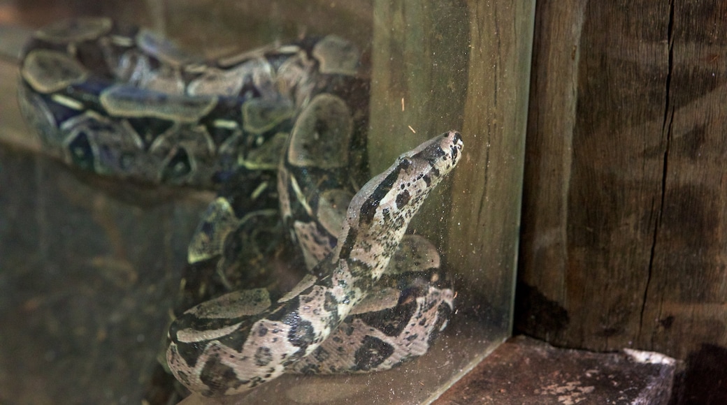 Projeto Jiboia caracterizando animais perigosos e animais de zoológico