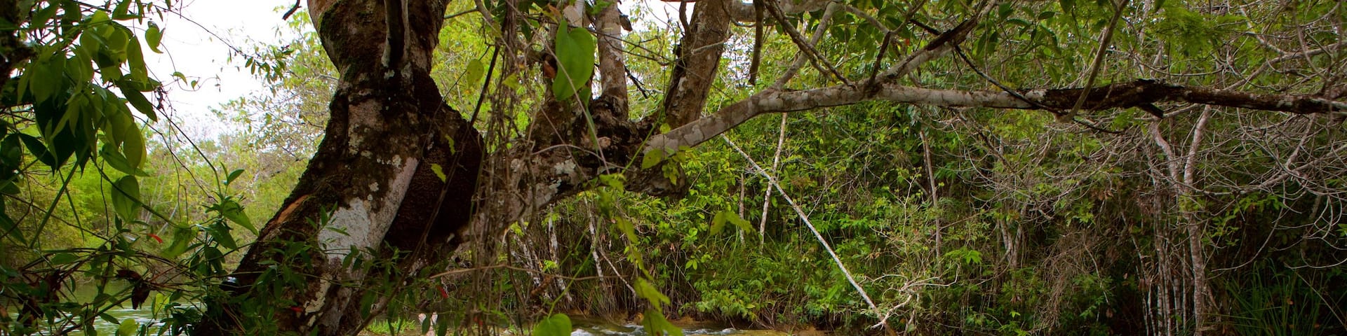 Formosa River Ecological Park which includes rapids, rafting and rainforest