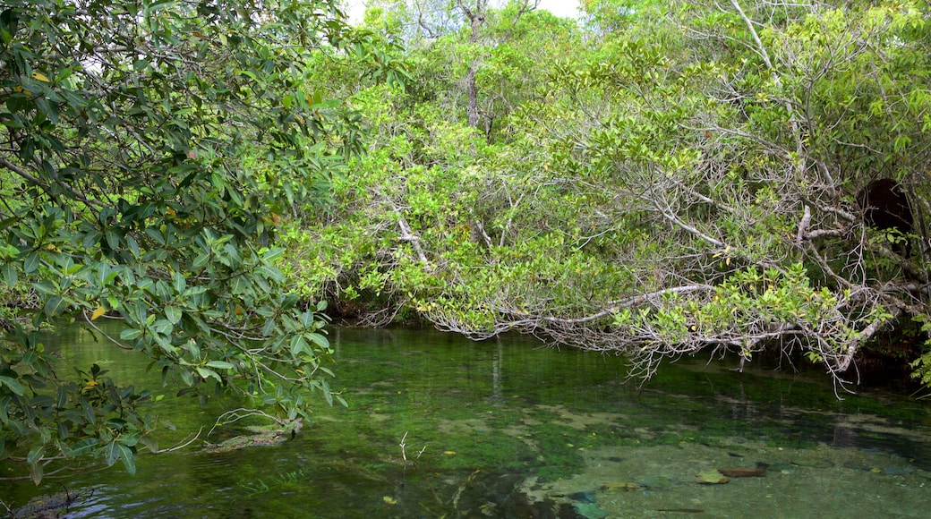 Bonito showing a river or creek and rainforest