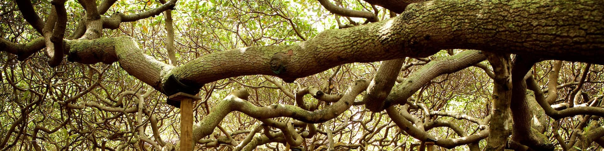 Pirangi Cashew Tree featuring a park