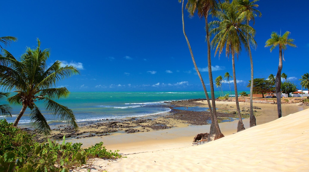 Genipabu Beach showing a beach, tropical scenes and general coastal views