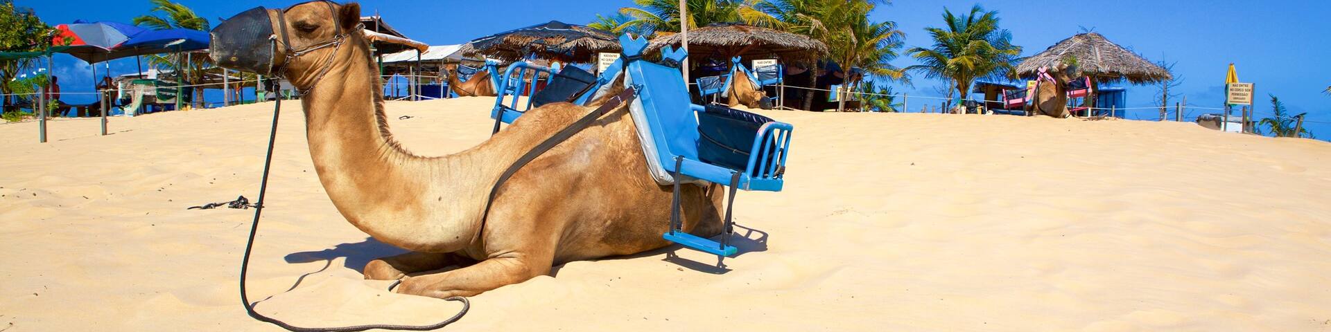 Genipabu Beach which includes land animals, general coastal views and a beach