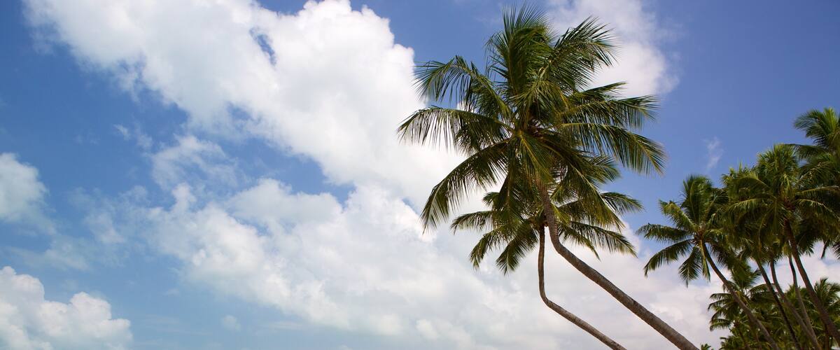 Praia de Pajuçara caracterizando cenas tropicais, uma praia e paisagens litorâneas