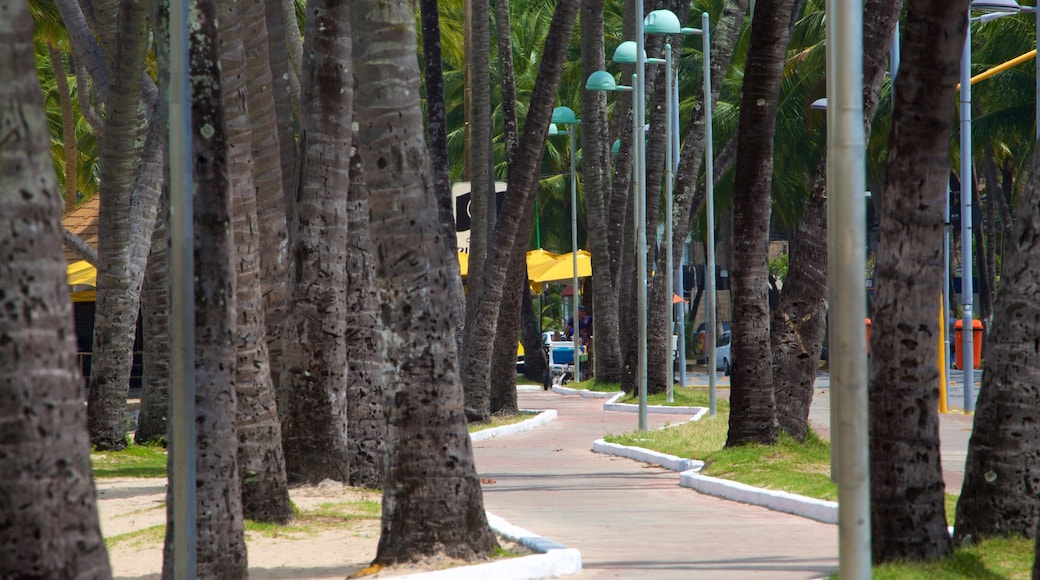 Praia de Ponta Verde das einen Garten