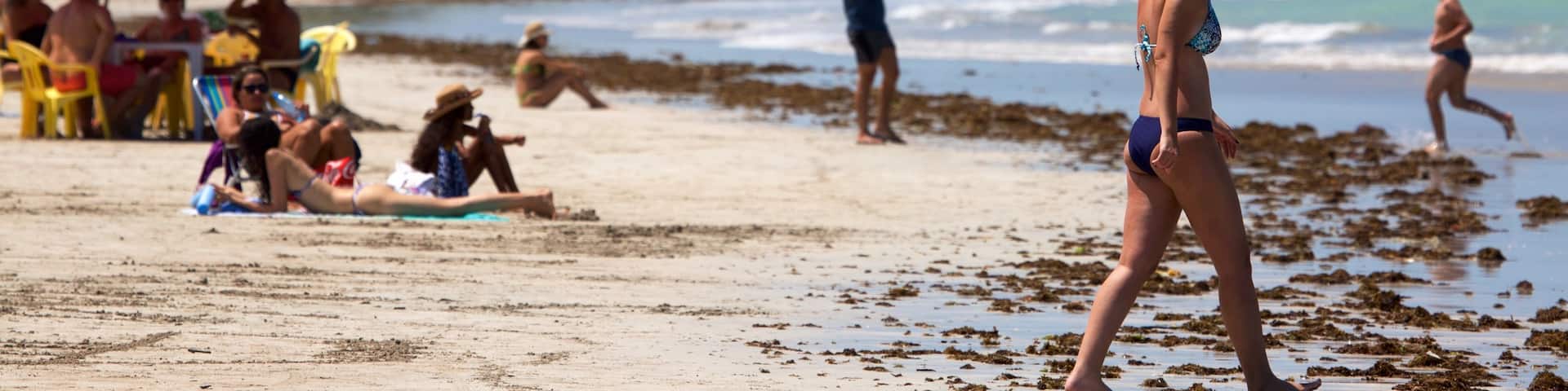 Paripueira Beach featuring a beach, tropical scenes and general coastal views