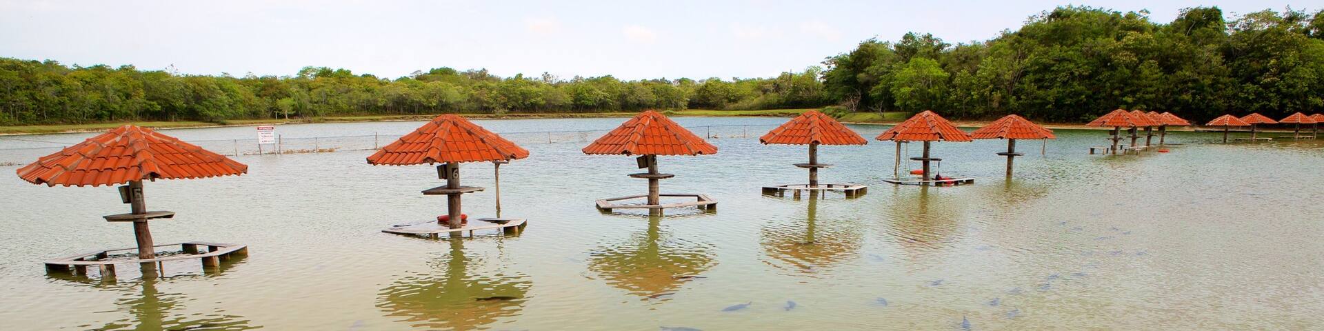 Figueira Beach showing marine life and general coastal views