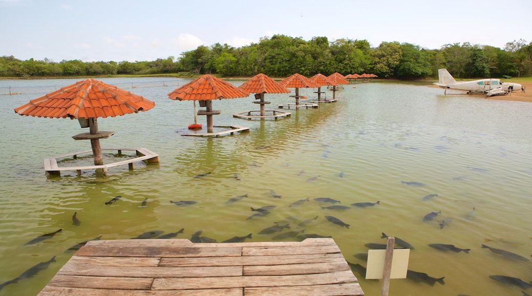 Figueira Beach featuring marine life and a sandy beach