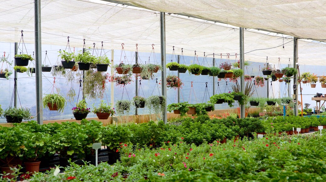 Le Jardin Parque de Lavanda mostrando flores