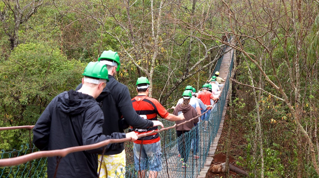 Sao Miguel Cave which includes forests and a suspension bridge or treetop walkway as well as a small group of people