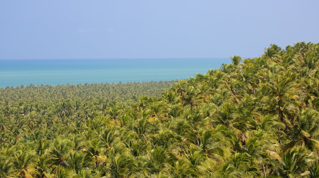 Maceió caracterizando cenas tropicais e paisagens litorâneas