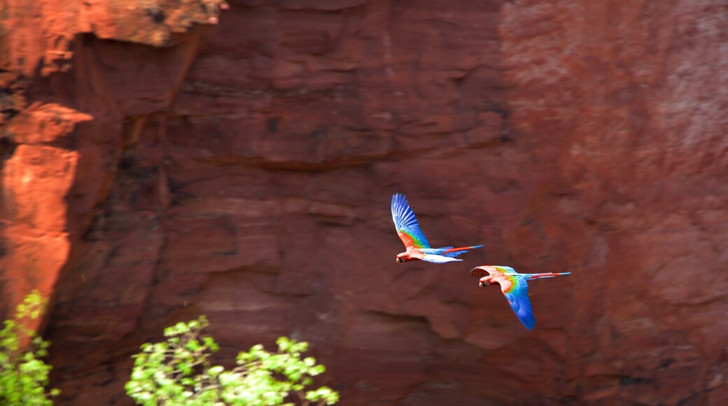 Bonito showing bird life