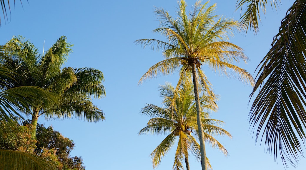 Porto Seguro showing tropical scenes