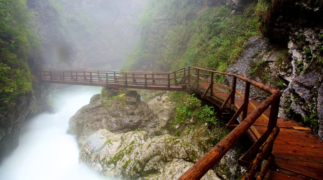 Desfiladero de Vintgar ofreciendo un barranco o cañón, un puente y neblina o niebla