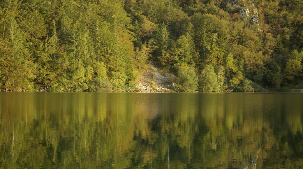 Lake Bohinj featuring forests and a lake or waterhole