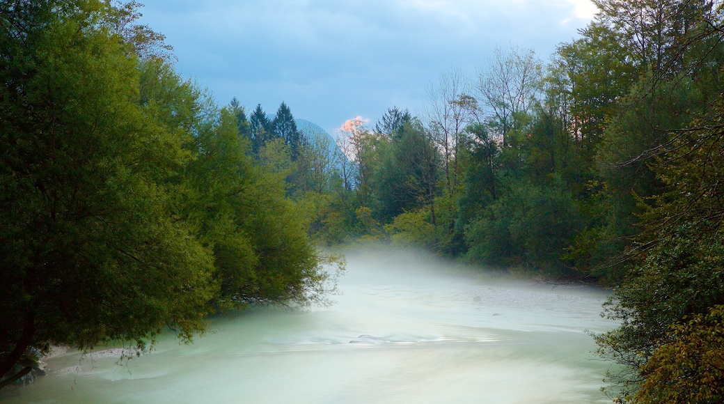 Lago Bohinj ofreciendo escenas forestales y un lago o abrevadero