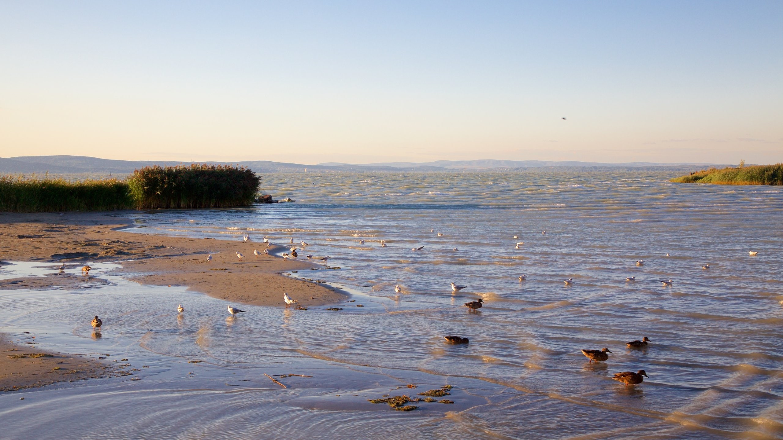 Siofok showing bird life, a bay or harbor and a beach