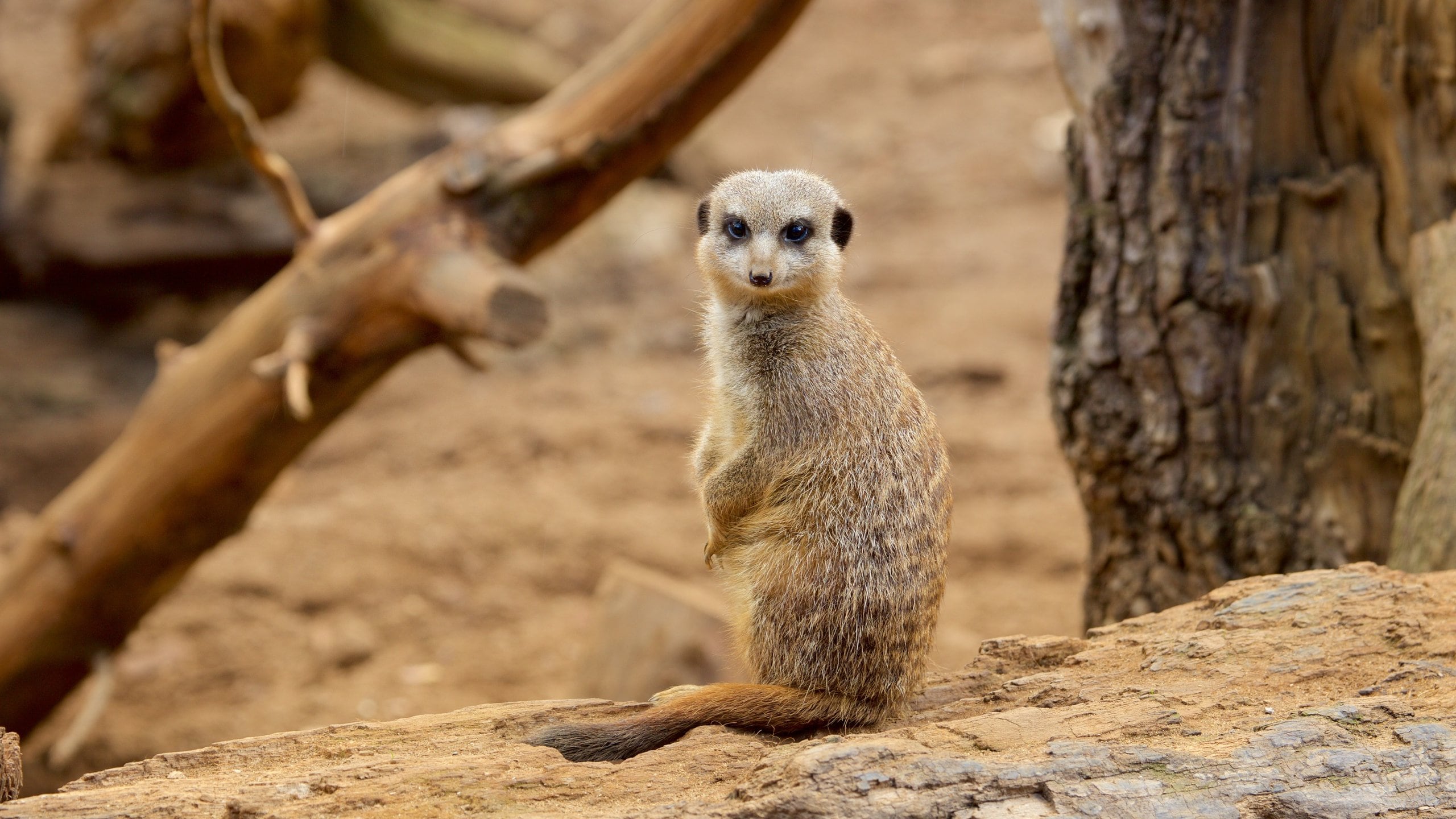 Chester Zoo mostrando animais de zoológico e animais