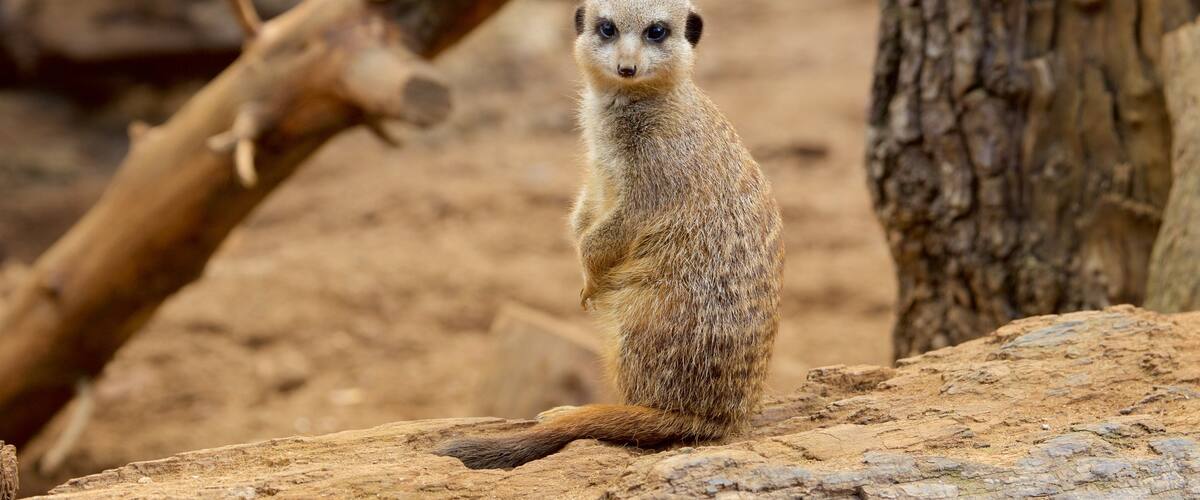Chester Zoo welches beinhaltet Tiere und Zootiere