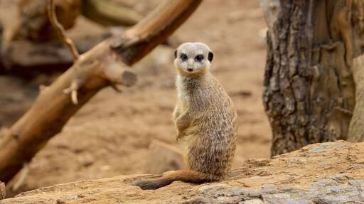 Chester Zoo mostrando animais de zoológico e animais