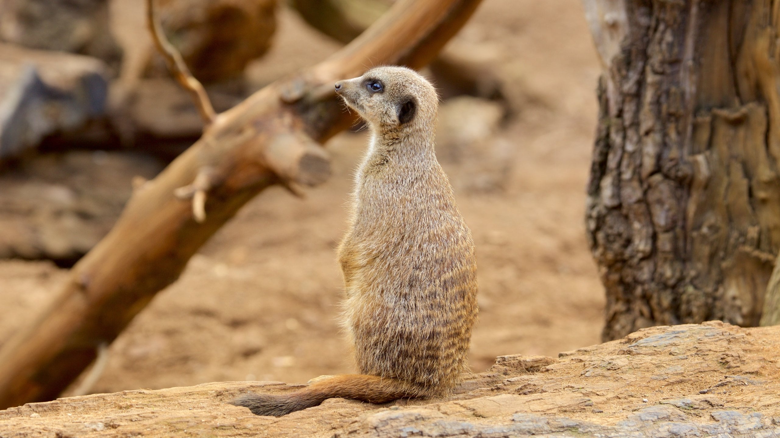 Chester Zoo caracterizando animais de zoológico e animais