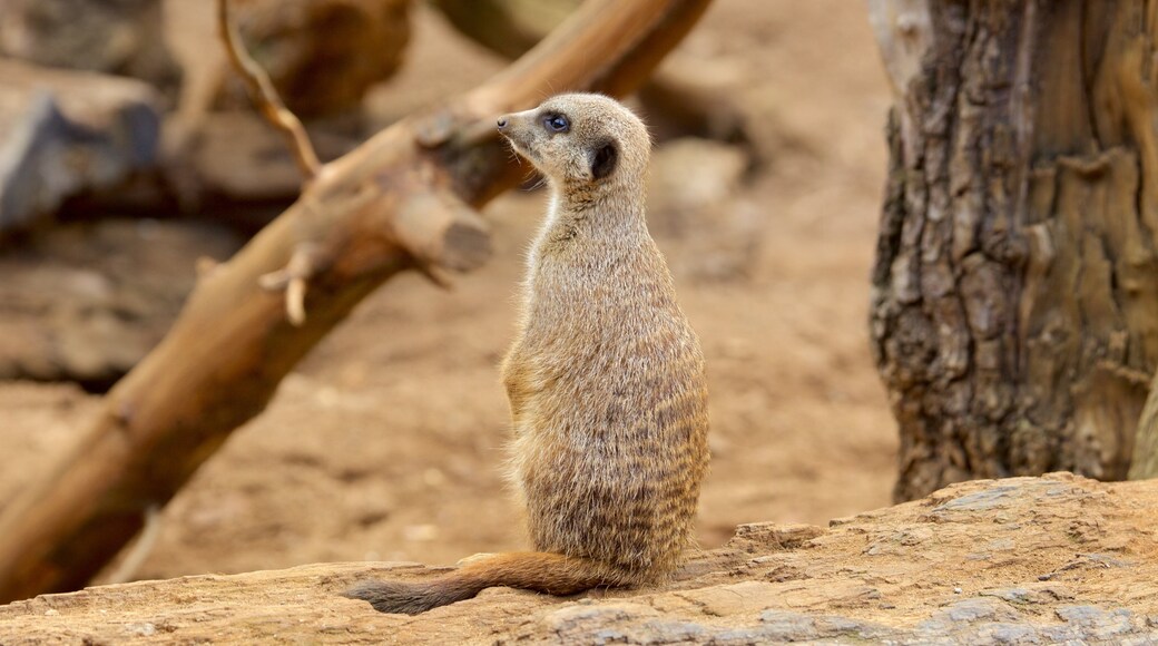 Chester Zoo caracterizando animais de zoológico e animais