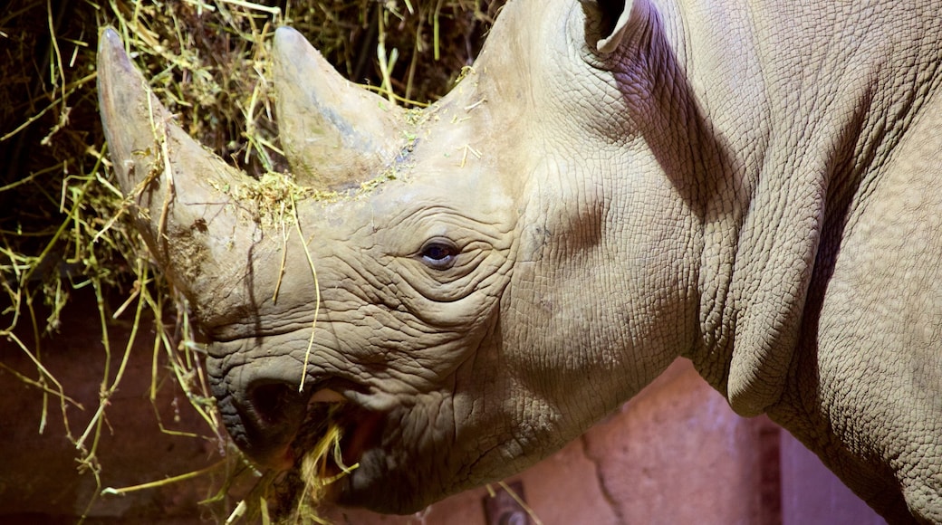 Chester Zoo fasiliteter samt dyrehagedyr og landdyr