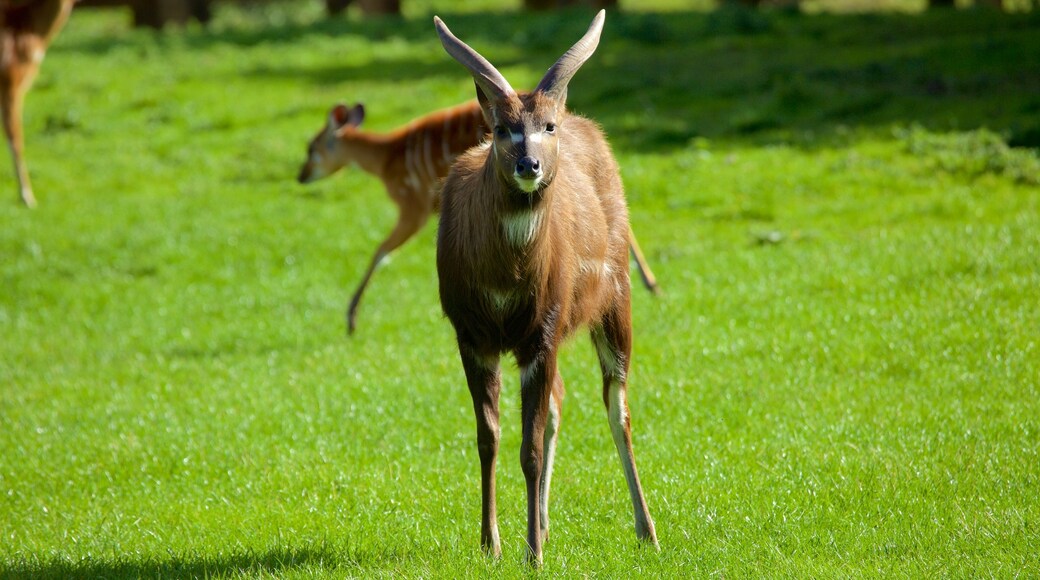 Chester Zoo que inclui animais de zoológico e animais