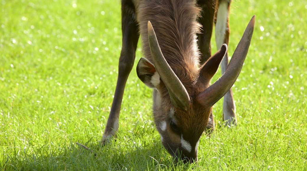 Chester Zoo som inkluderer dyrehagedyr og dyr