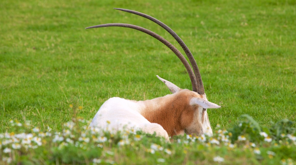 Chester Zoo showing animals and zoo animals