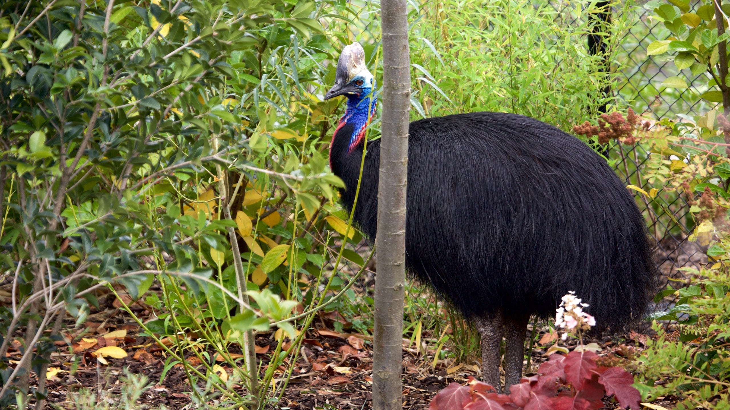 Chester Zoo caracterizando animais e animais de zoológico