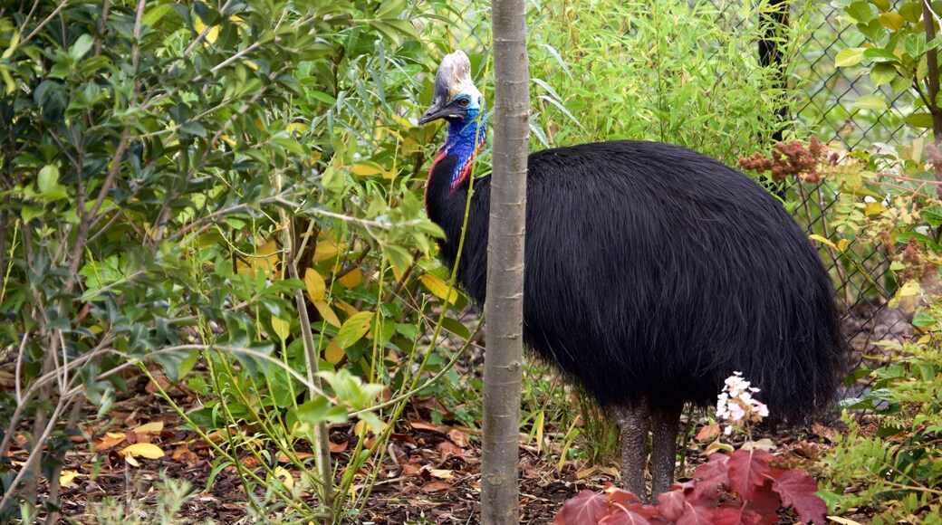 Chester Zoo caracterizando animais e animais de zoológico