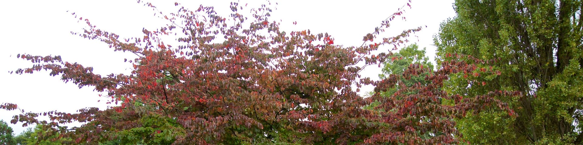 Grosvenor Park which includes a garden