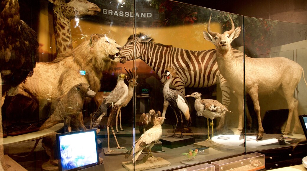 New Walk Museum