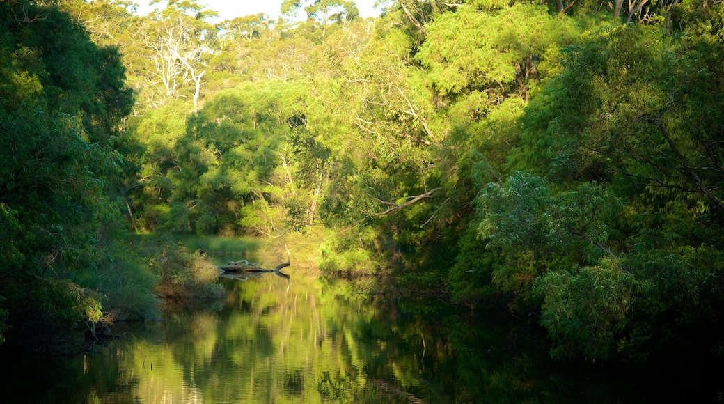 Margaret River ofreciendo bosques y un río o arroyo