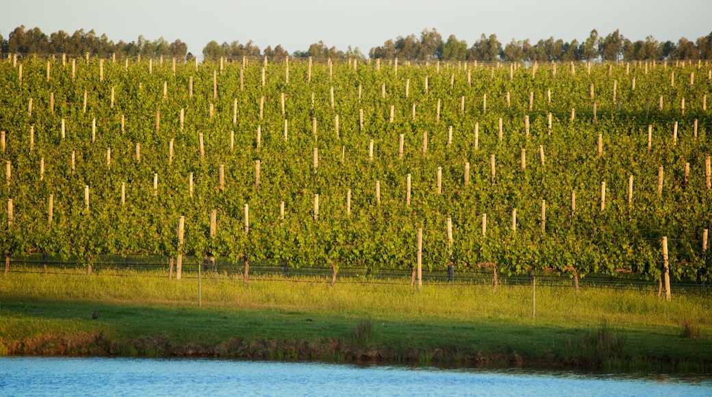 Margaret River Wine Region featuring farmland, a river or creek and tranquil scenes